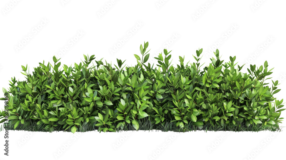 Lush green hedge in full bloom isolated on white background, perfect for landscaping and garden design concepts. Lush green hedge in full bloom isolated on white background, perfect for landscaping and garden design concepts.