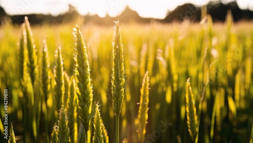 golden wheat field close up