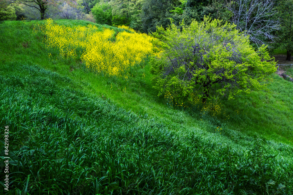 Obraz premium 風景