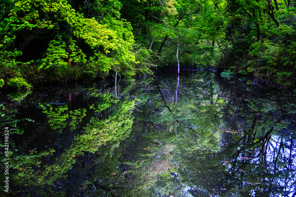 深緑の池 深緑の池