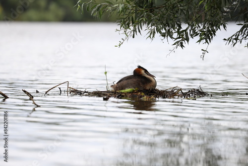 cormorant sitting its nest on a lake