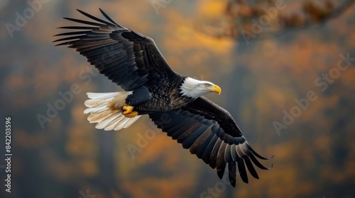 Bald eagle  Haliaeetus leucocephalus  flying against blurry background