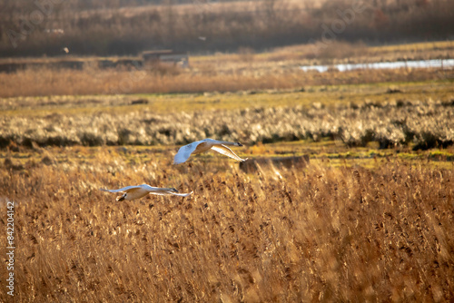 Two swans flying out over a field