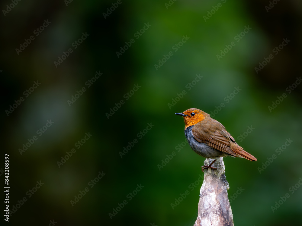 Fototapeta premium 森の中で枯れ木に留まっているコマドリの雄