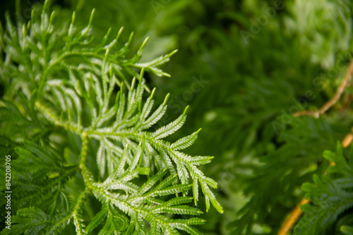 Fresh green Selaginella plant.  Selaginella is the sole genus in the family Selaginellaceae, the spikemosses or lesser clubmosses, a kind of vascular plant. Green blurred background photo