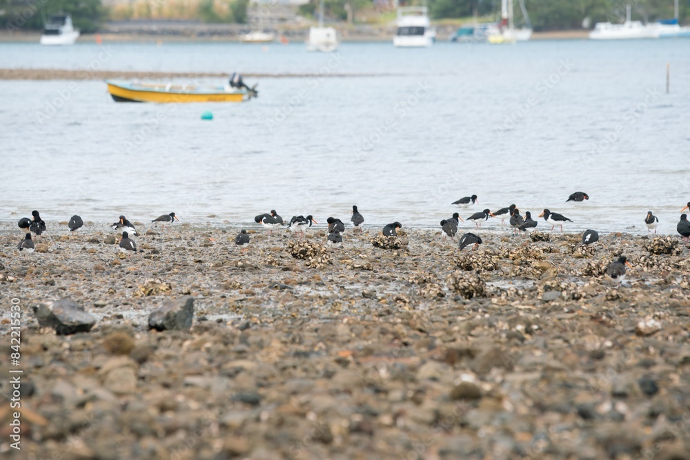 Fototapeta premium many oystercatcher on the rocky mudflats