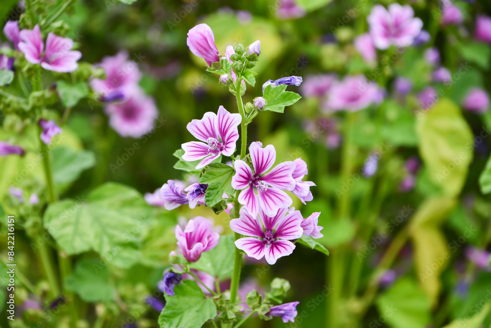 Fototapeta premium ウスベニアオイ