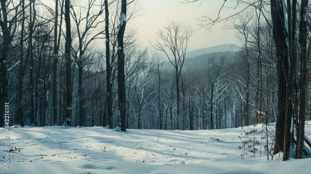 Obraz premium A wintry scene The sight of the shadowy woods and snow covered hills