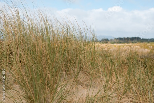 grass on the sand dune