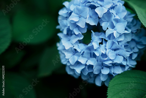 Hydrangeas from a certain place in Kyoto, Japan. photo