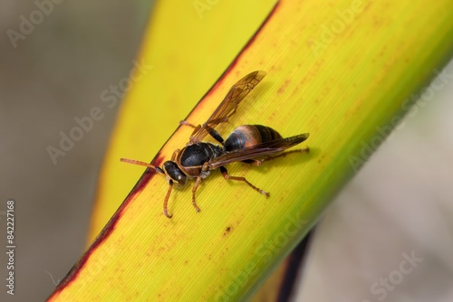 Polistes humilis, paper wasp on a leaf, photo