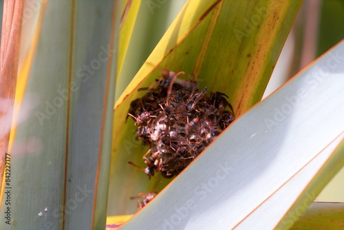 Polistes humilis, paper wasp building a nest photo