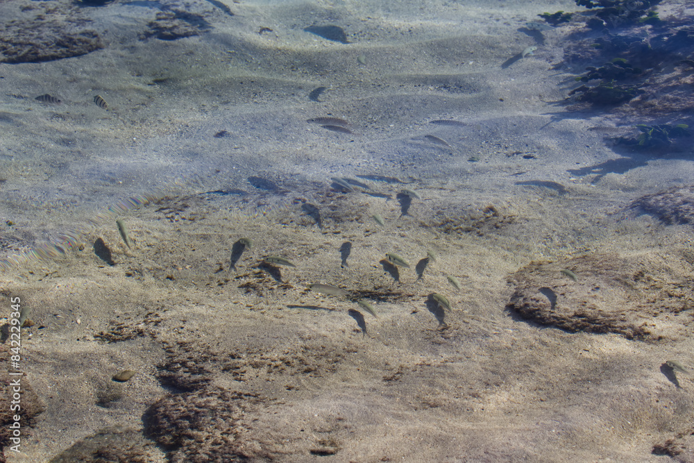 Small Fish And Their Shadows On Sand Shallow Ocean Water Tahiti Small Fish And Their Shadows On Sand Shallow Ocean Water Tahiti