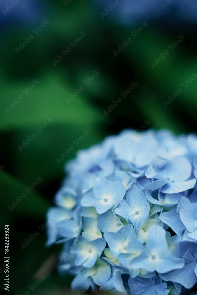 Hydrangeas from a certain place in Kyoto, Japan. Hydrangeas from a certain place in Kyoto, Japan.