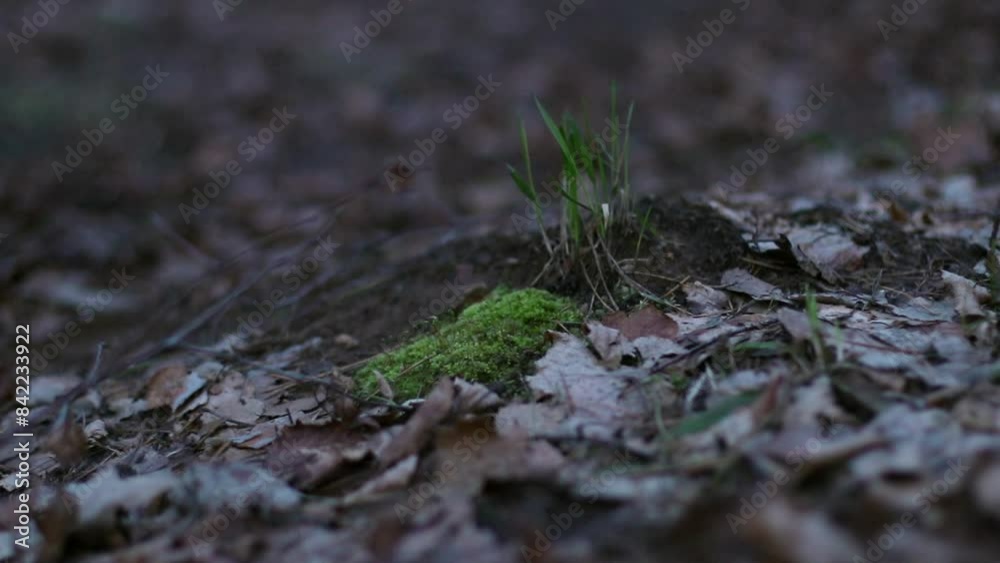 Environment Conservation Concept. Man Walking in Woodland. Male Person Feet Step on Ground Covered with Dry Leaves and Small Green Grass Growing on Foreground close-up in Autumn or Summer Forest 