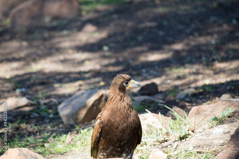 Fototapeta premium Tiuque bird standing
