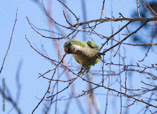 Argentine parrot in the tree photo