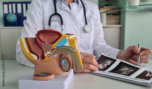 Male Reproductive System Anatomy Model In Doctors Office