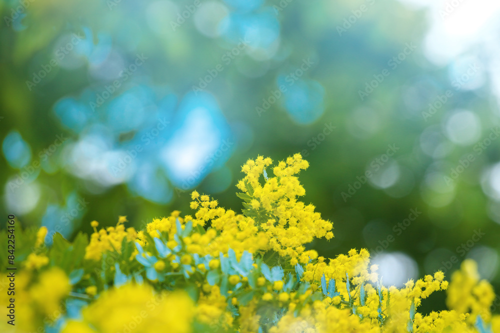 Obraz premium ミモザの花