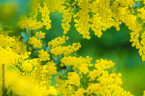 ミモザの花