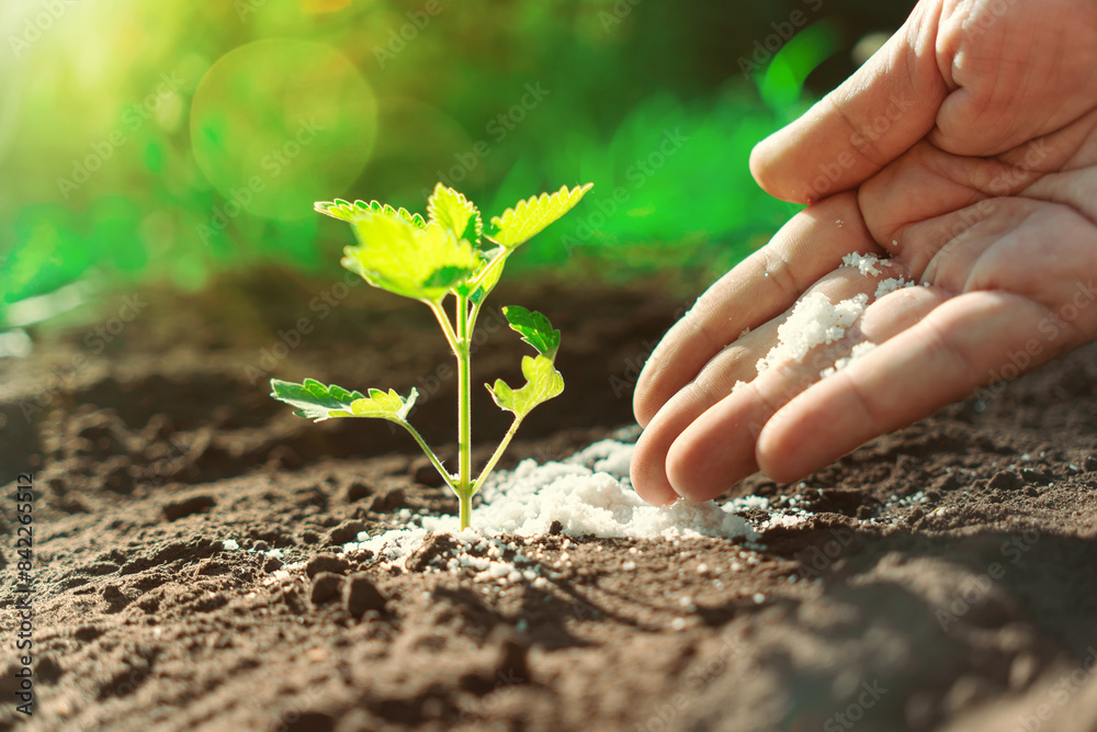 Fototapeta premium man's hand is pouring fertilizers to feed the plant. The concept of growing plants on the ground