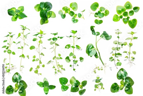 Group of leaf-bearing aquatic creepers floating on water. Generative Ai