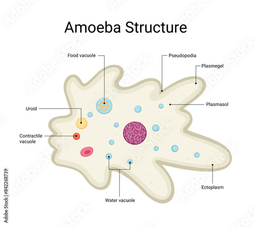 Structure of amoeba vector microorganism