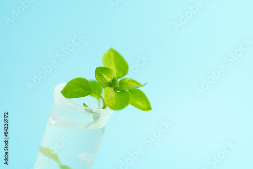 Wallpaper Mural Genetically modified plant tested .Ecology laboratory exploring new methods of plant breeding on blue background. studying plants in the laboratory. Growing GMOs in the laboratory. Torontodigital.ca