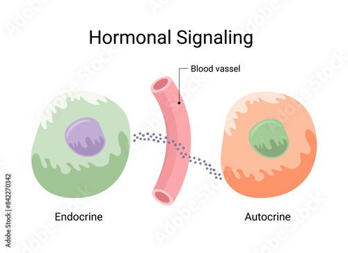 Hormone and hormonal cell signaling