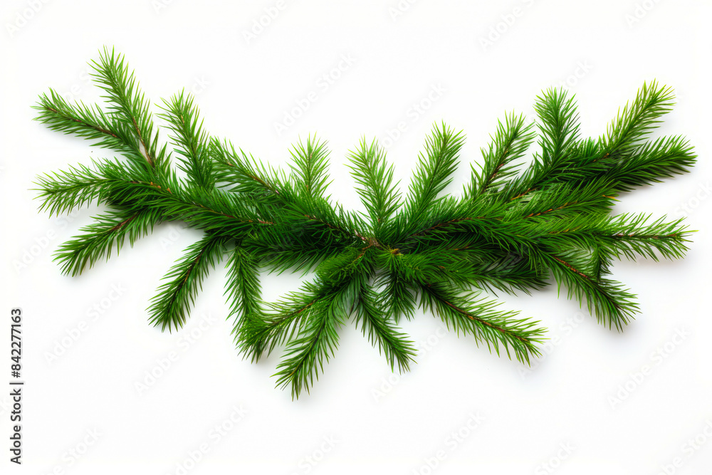 Branch of pine tree on white background with green tip.