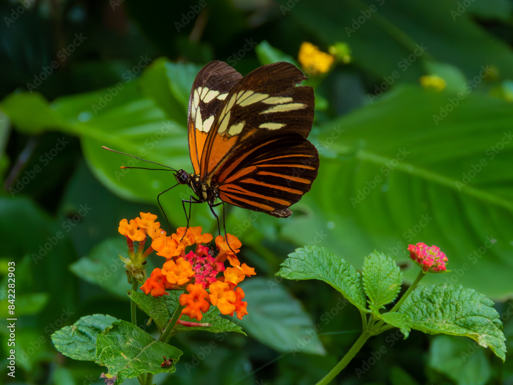 butterfly on flower