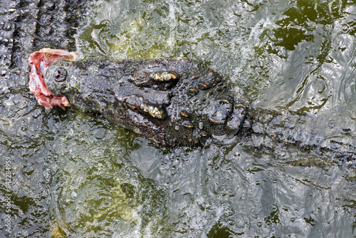 Принти на полотні A crocodile swims with meat in its jaws