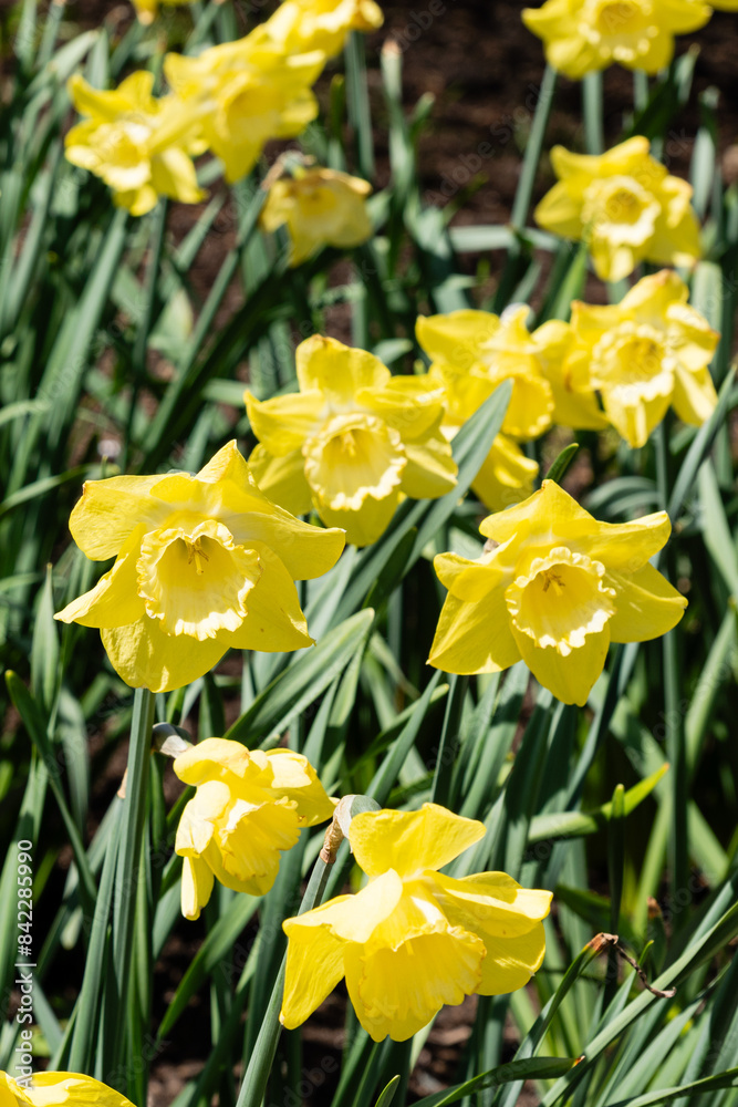 brightly colored daffodils seen in a garden in Spring time brightly colored daffodils seen in a garden in Spring time