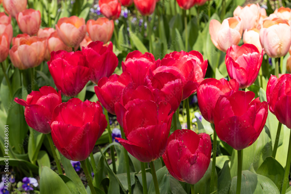 Colorful tulips in the garden spring time in bright light Colorful tulips in the garden spring time in bright light