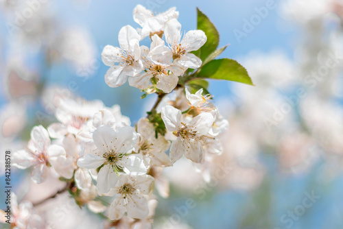 Blooming white cherry in spring. Cherry blossoms on the background of the sky. Small depth of field. Small green leaves and white flowers in bloom.