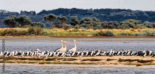 Estuarine birds