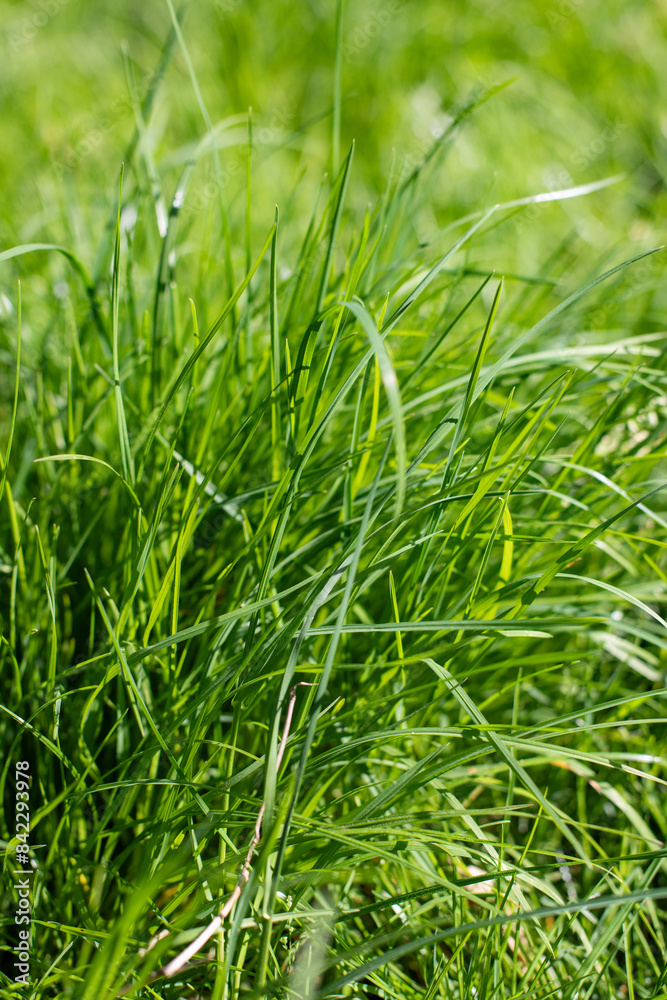 Blurred abstract green grass background. Blurred abstract green grass background.