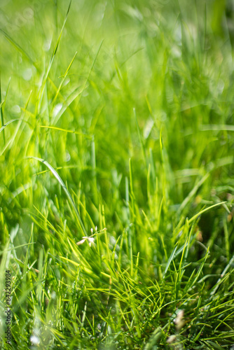 Blurred abstract green grass background.