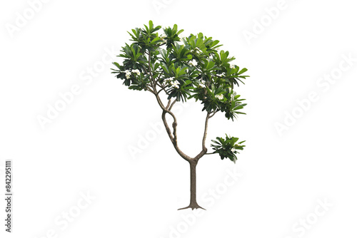 Image of frangipani tree with beautiful leaves and white flowers isolated on transparent background png file.