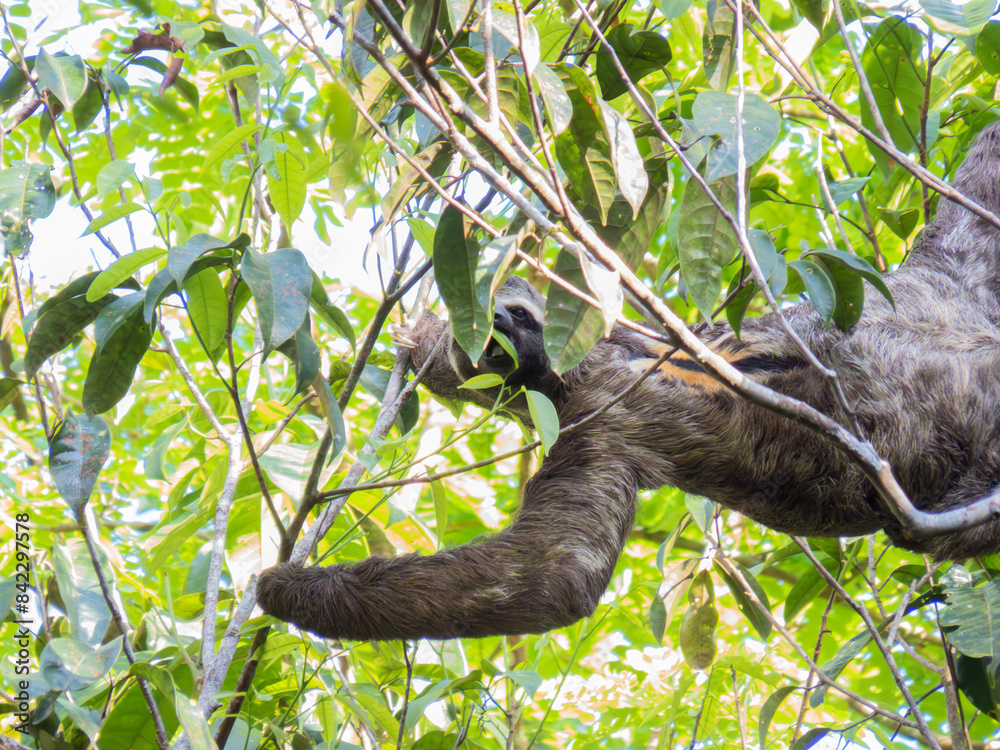 Fototapeta premium sloth feeding on the tree