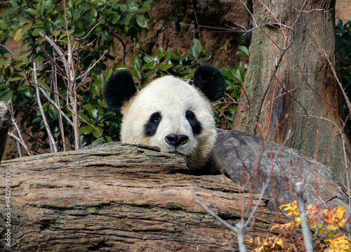 Tablou pe pânză Panda face in ueno zoo. japan