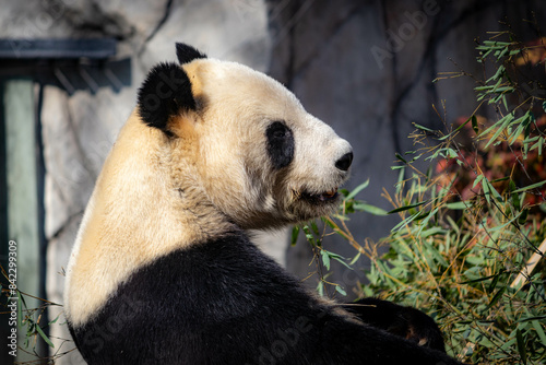 giant panda eating bamboo in zoo for japan 