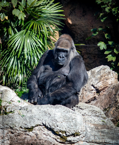 gorila in zoo from japan