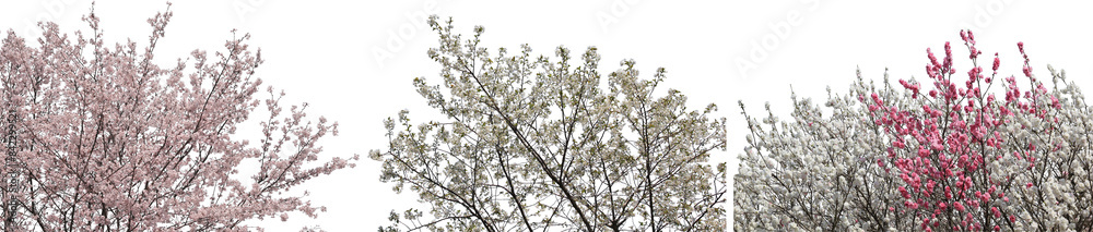 桜フレーム切り抜きセット透過PNG背景白 桜フレーム切り抜きセット透過PNG背景白