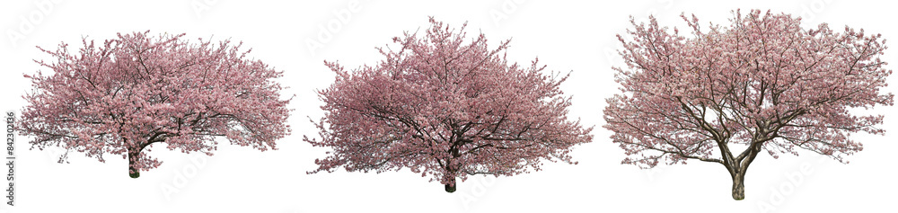 河津桜切り抜きセット透過PNG背景白 河津桜切り抜きセット透過PNG背景白