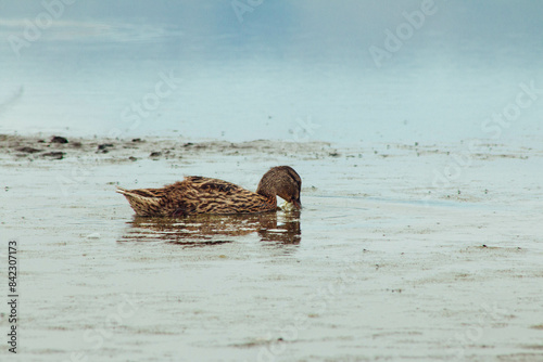duck on the beach