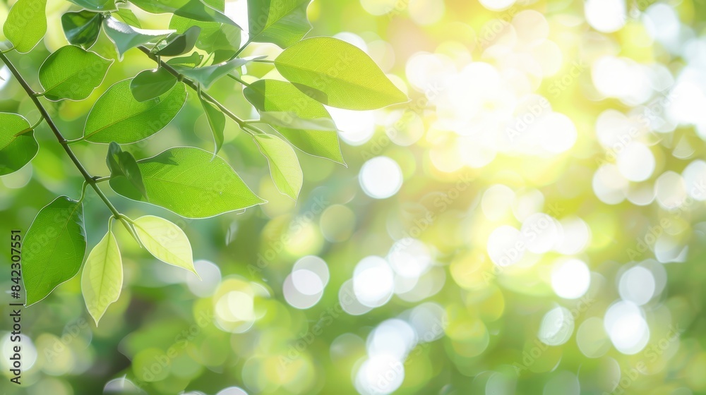 Sunlit green leaves illuminated by soft morning light, creating a serene and vibrant natural scene. Concept of growth and tranquility in nature. Sunlit green leaves illuminated by soft morning light, creating a serene and vibrant natural scene. Concept of growth and tranquility in nature.