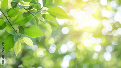 Sunlit green leaves illuminated by soft morning light  creating a serene and vibrant natural scene. Concept of growth and tranquility in nature.