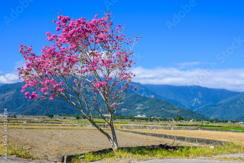 Solitary Pink Flowering Tree in Countryside Landscape in Chishang, Taiwan