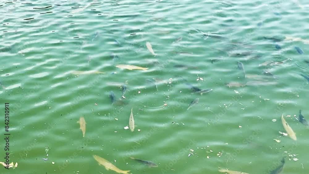 fish in the polluted water, dirty water in a pond with fishes fish in the polluted water, dirty water in a pond with fishes